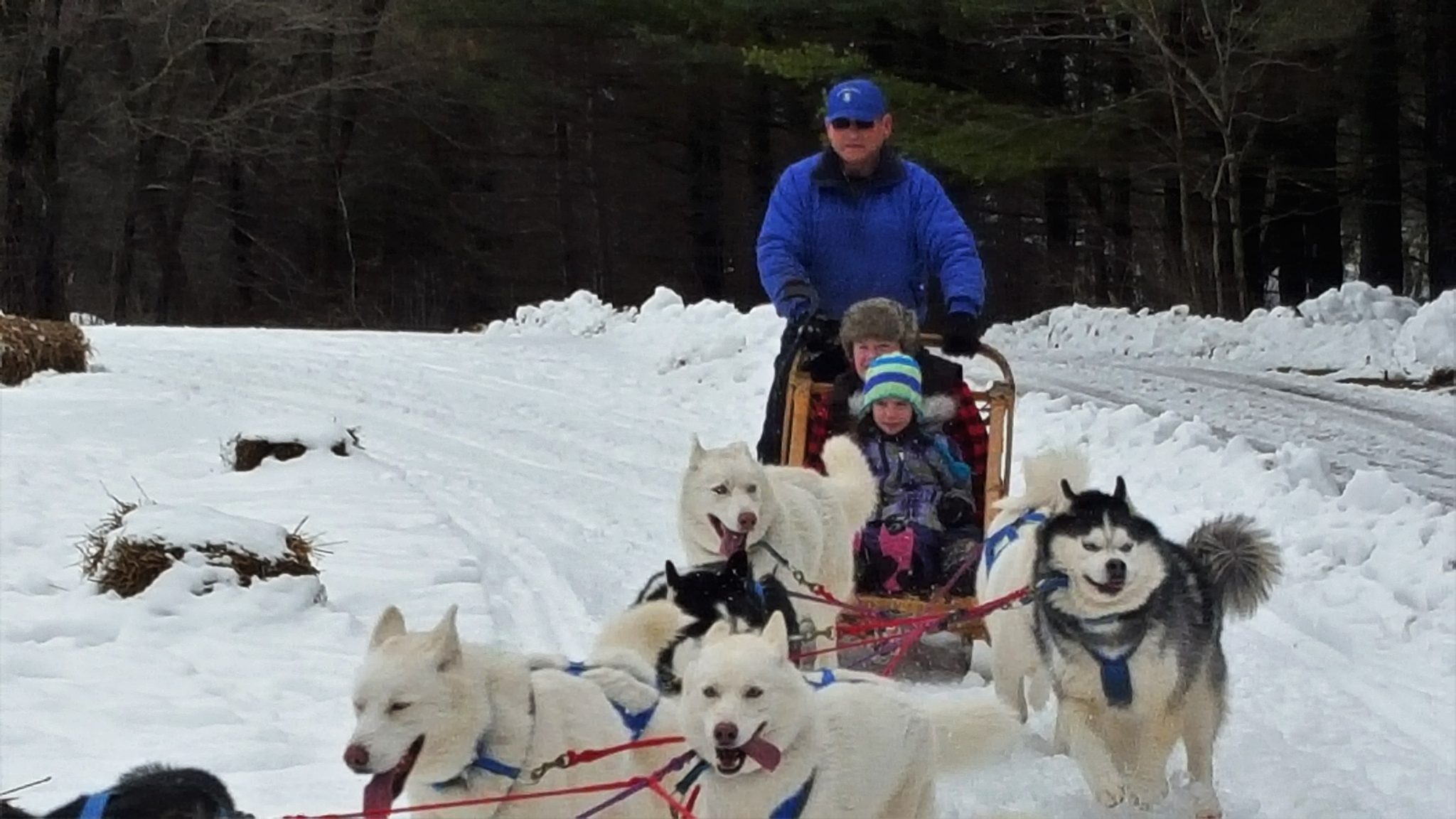 dog sled 2 - Winter Programs &amp; Events