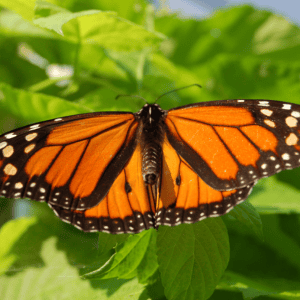 Monarch Butterfly on plant