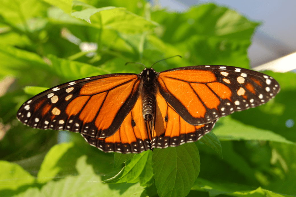 Monarch Butterfly on plant