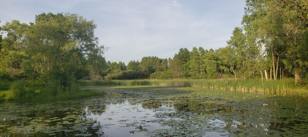 pond landscape