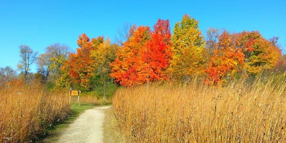 South-Bush-1
